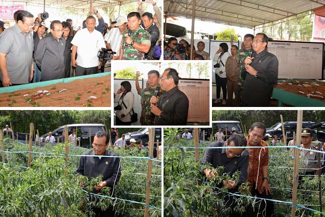 Pemerintah akan Ganti Tanaman yang Fuso Akibat Erupsi Gunung Sinabung